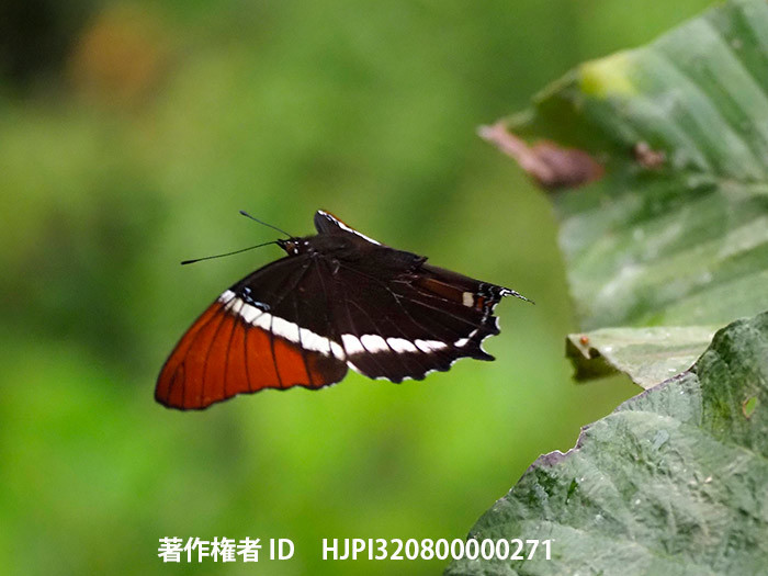 ツマアカシロオビタテハの飛翔　Siproeta epaphus