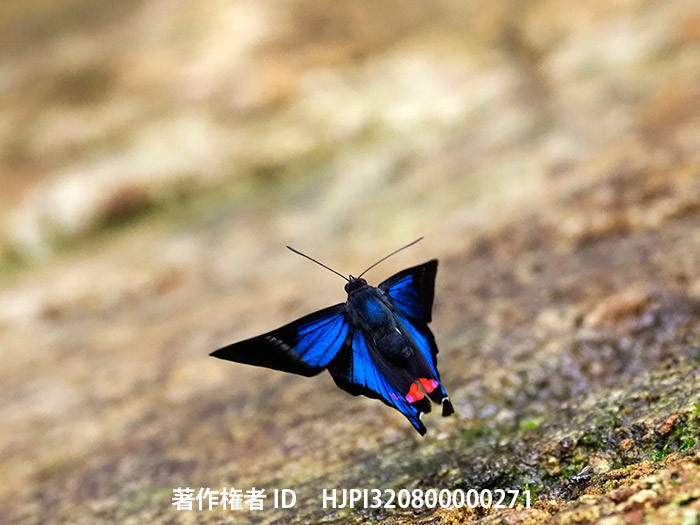 ペリアンデールツバメシジミタテハの飛翔　Rhetus periander