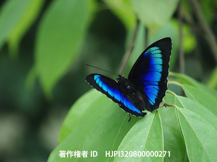 ルリオビタテハとベアタミイロタテハの雑種の翅表