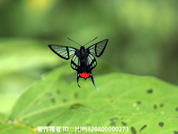 スカシツバメシジミタテハの飛翔　Chorinea octauius