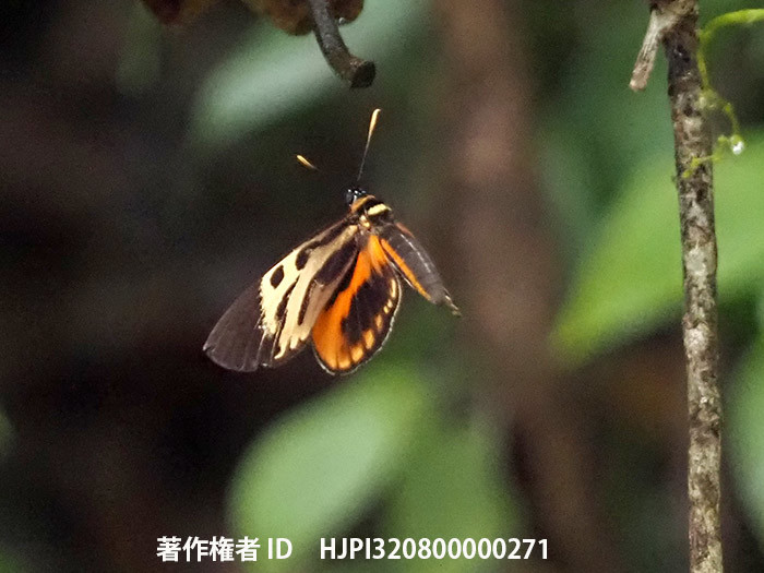 ドクチョウモドキ　Duboisvalia sp.