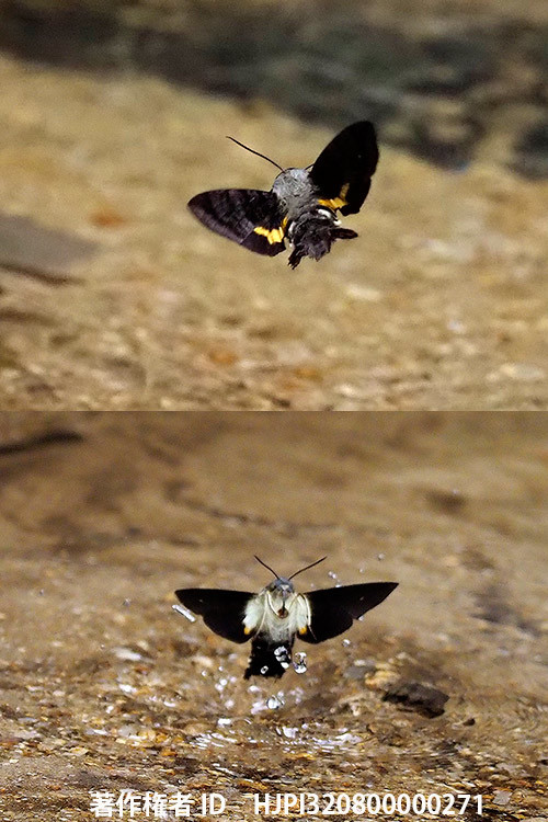 ホウジャクの水浴び　Bathing of Macroglossinae