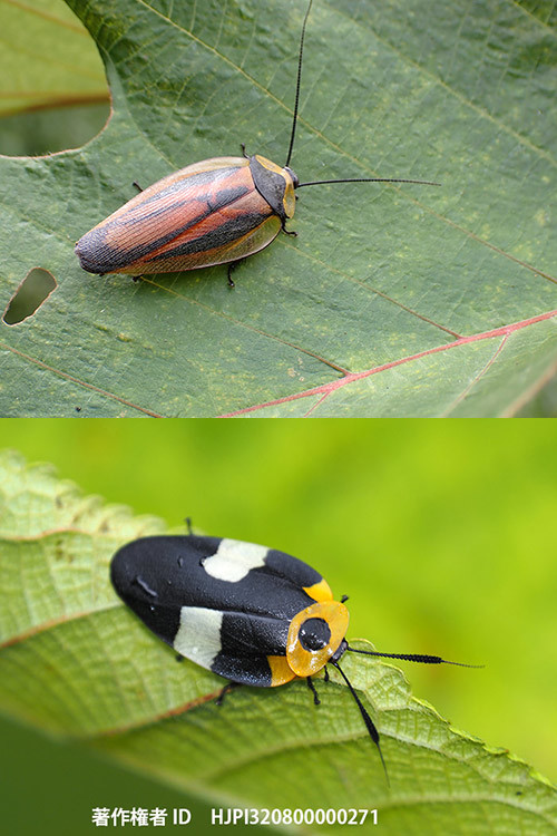 ホタルゴキブリ