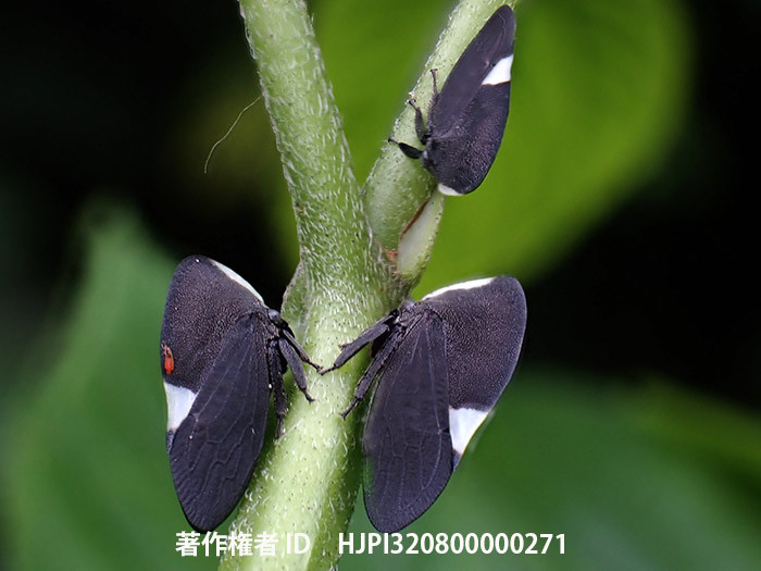 エボシツノゼミの一種　Membracis elevata