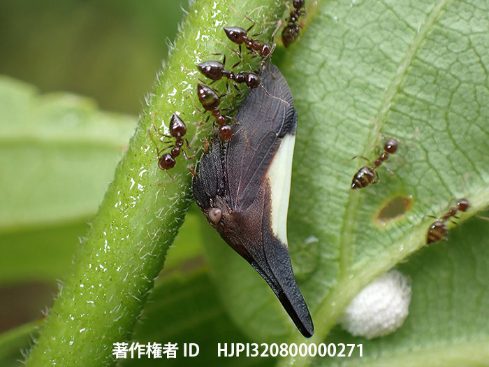 ツノゼミとシリアゲアアリ　Enchenopa sp.