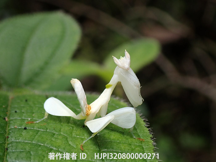 新しい本「珍虫奇虫図鑑」ができました