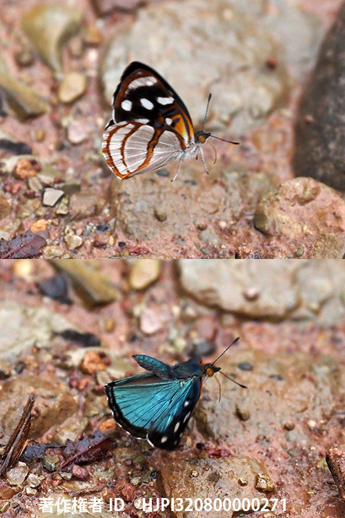 シロガネタテハ Dynamine tithia