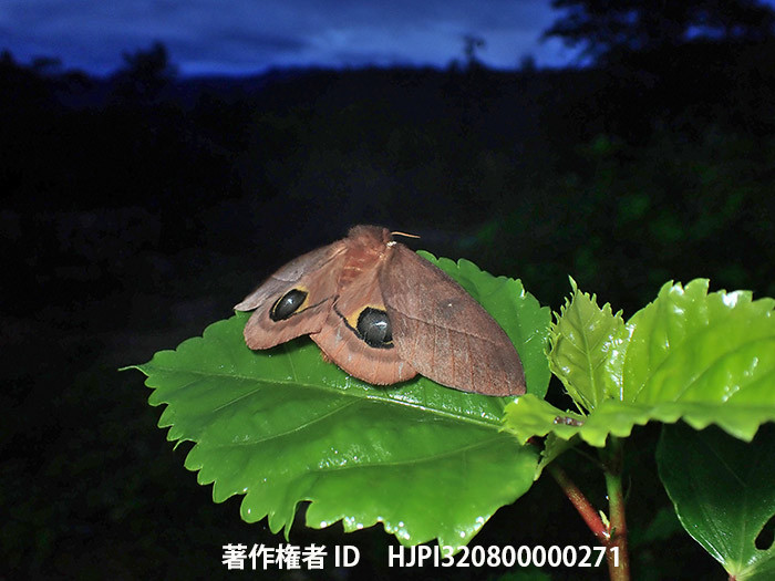 メダマヤママユ　Automeris sp.