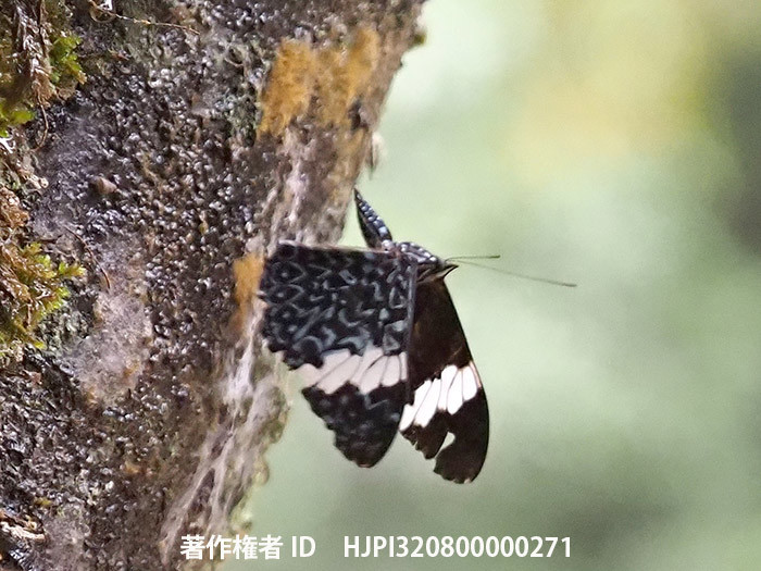 ウラベニカスリタテハの飛翔　Hamadryas amiphinome