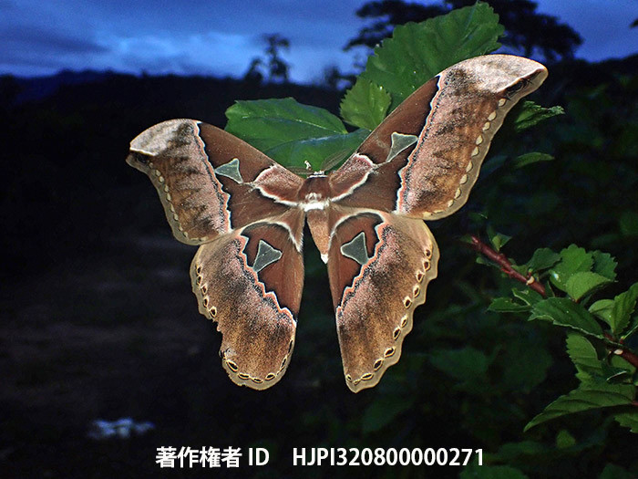 ロスチャイルドヤママユ　Rothschildia sp.