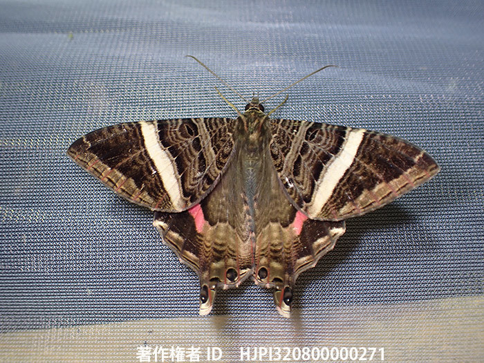 ニセツバメガ　 Mania sp.