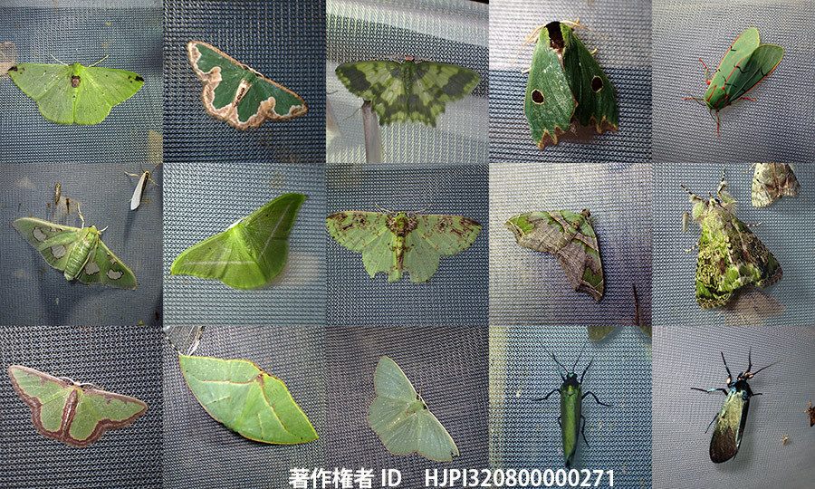 緑色のガの仲間