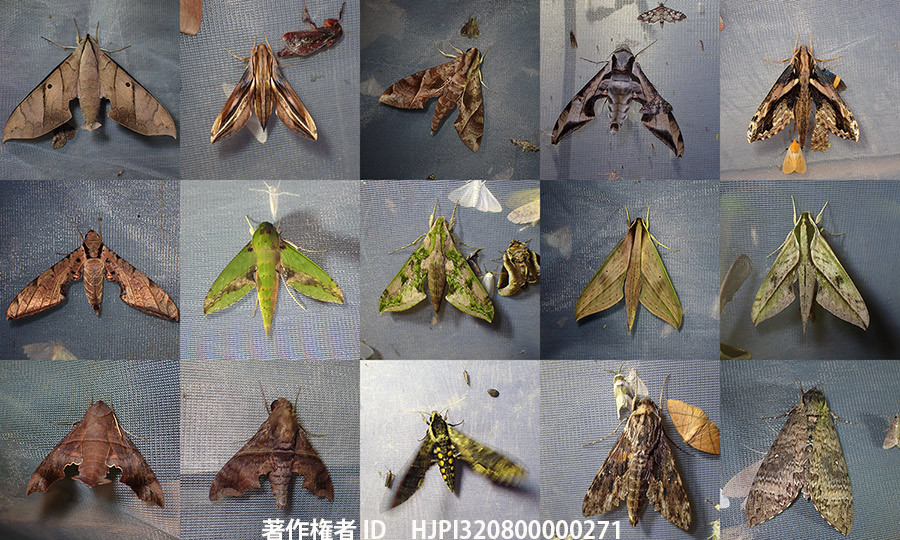 ペルーのスズメガの仲間