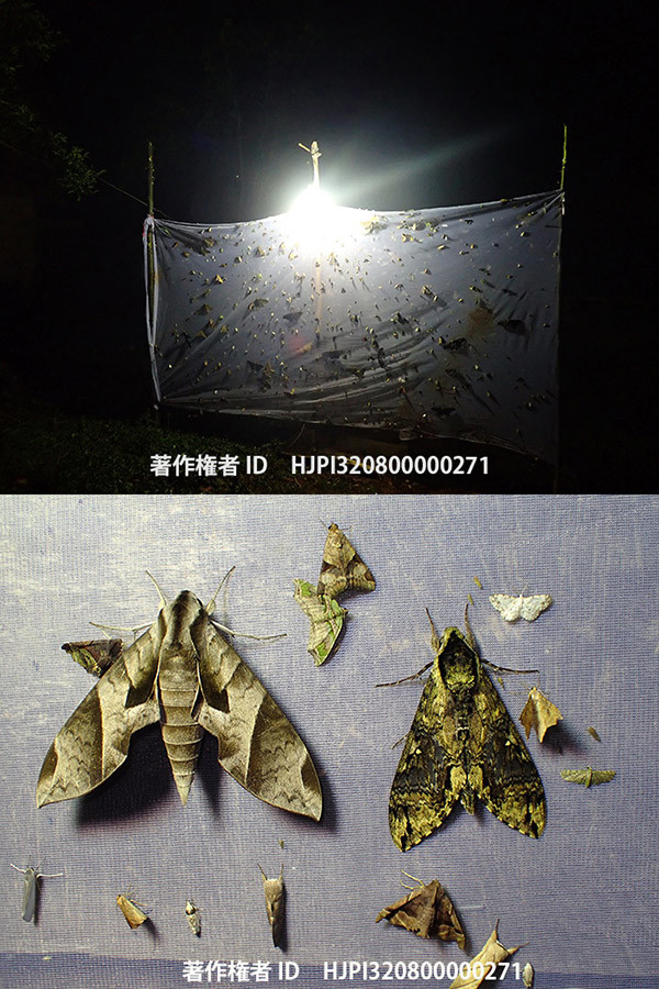 ペルーでの灯火観察