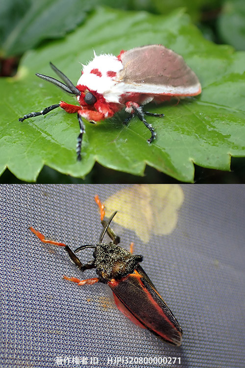 甲虫のようなガ　Edebessa circumcincta