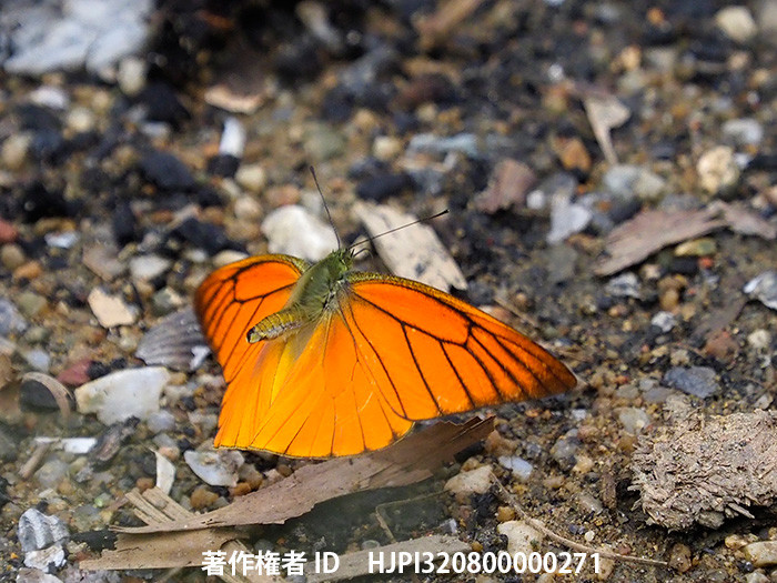 ベニシロチョウの飛翔　Appias　nero