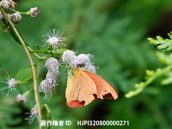 クモに捕らえられたベニシロチョウ