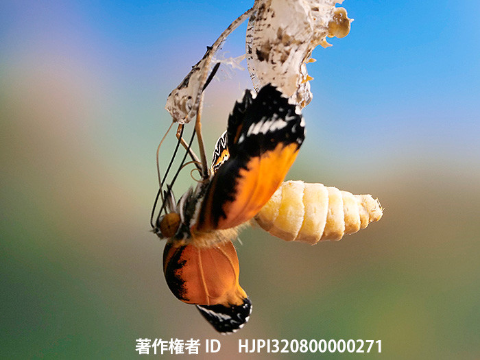 ハレギチョウの羽化　　Cethosia cyane