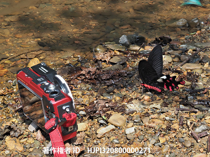 今日からタイへ