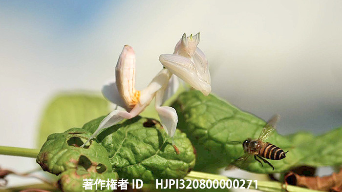 ハチを捕らえたハナカマキリ