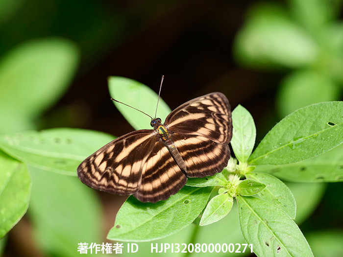 モナタヒメミスジ　Lasippa monata