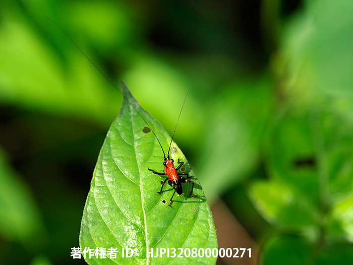 ササキリの幼虫