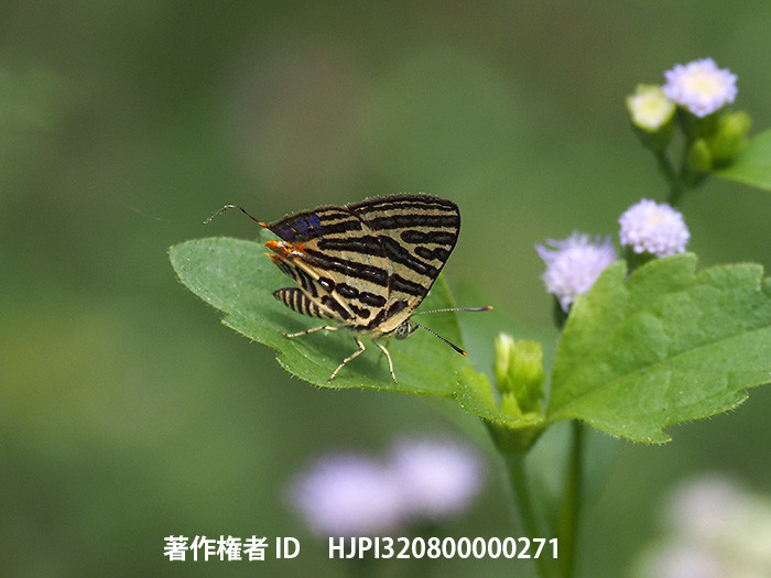 キマダラルリツバメの仲間　Spindasis lohita