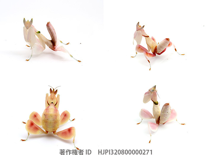 ハナカマキリのピンク色の幼虫