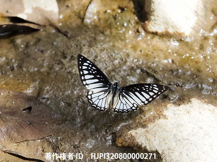 マカレウスタイマイの飛翔 Graphium　macareus