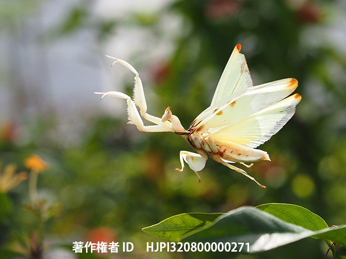 ハナカマキリの飛翔