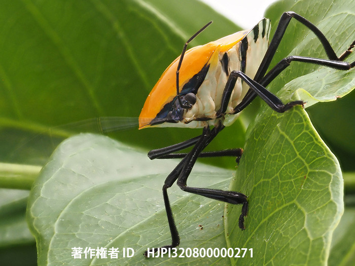 E-M1Mｋ3の使用感　