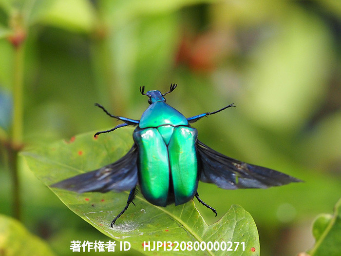 SDカードによる書き込み速度の違い