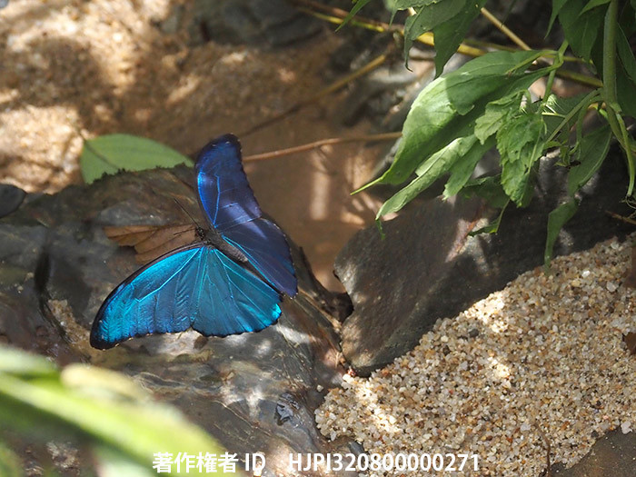 ディディウスモルフォをE-M1Mｋ3のproキャプチャーモードHで撮影