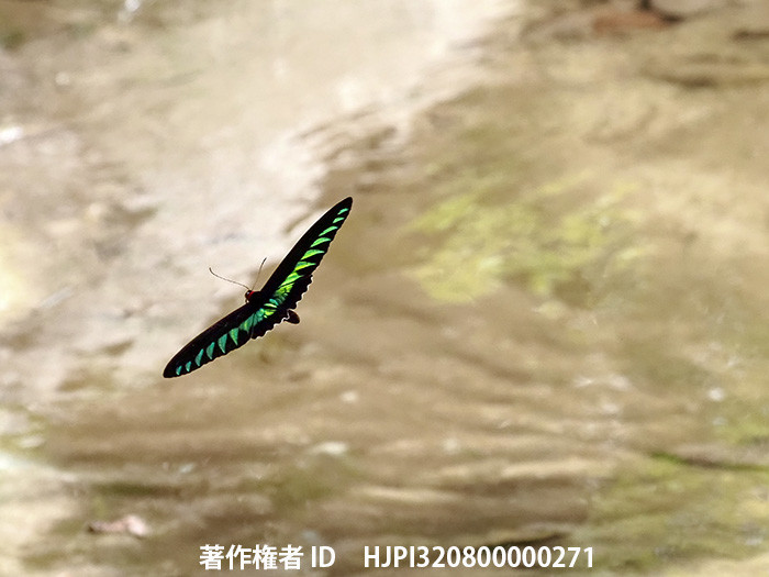 水面を飛ぶアカエリトリバネアゲハ