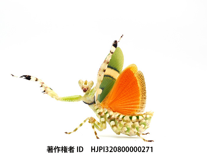 ヒョウモンカマキリ