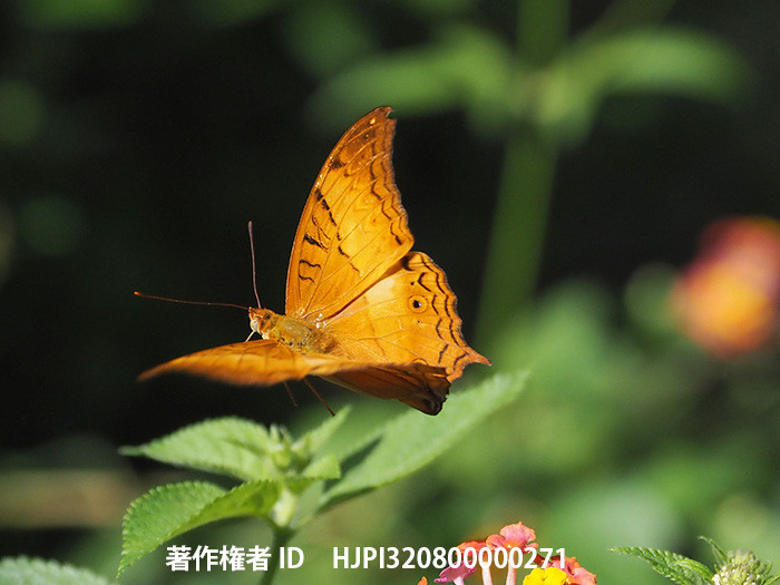 チャイロタテハの飛翔　Vindula erota