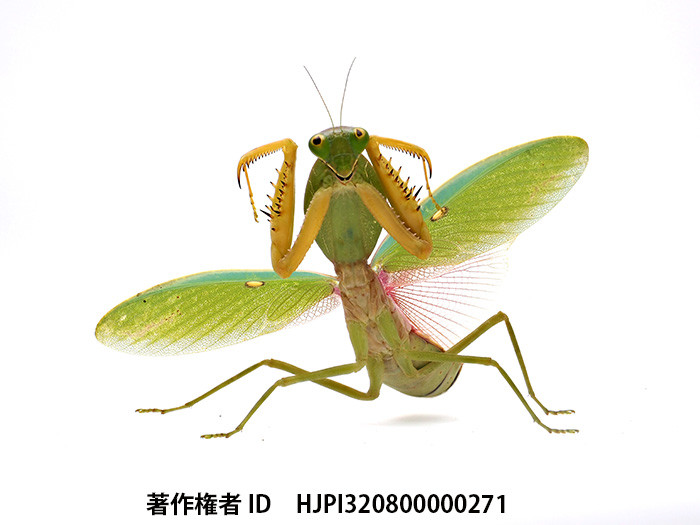 マレーマルムネカマキリの威嚇