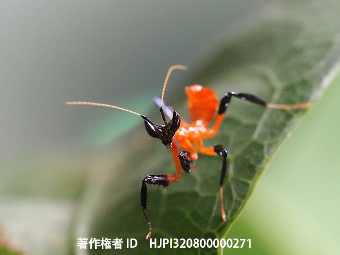 ハナカマキリの1齢幼虫