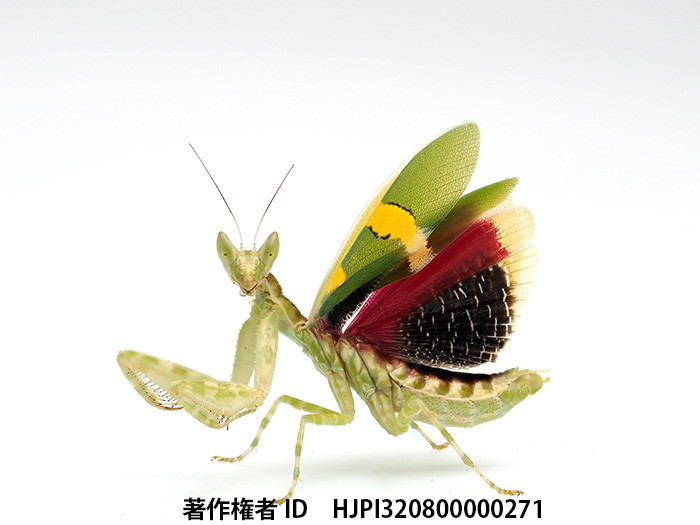 トガリメニシキカマキリ　Creobroter urbanus