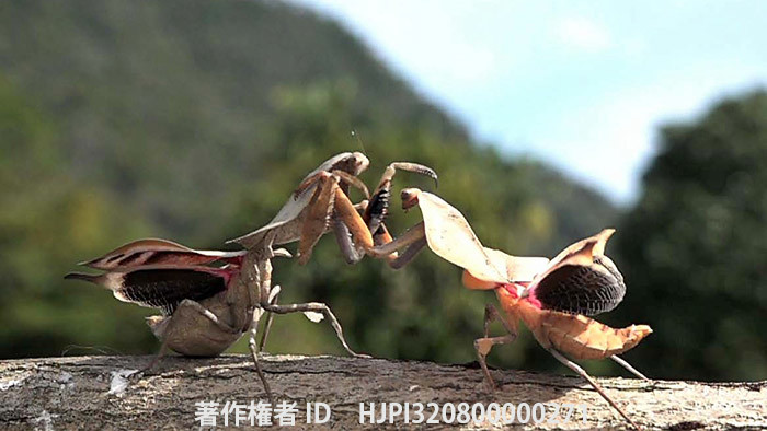 マルムネカレハカマキリの喧嘩　Deroplatys lobata fight