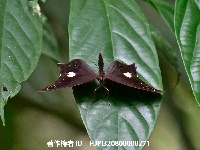 ムカシヒカゲ　Neorina lowii