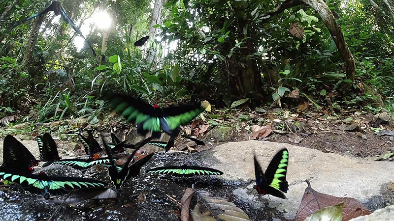 Osmo　Actionでアカエリトリバネアゲハを撮影 Trogonoptera　brookiana