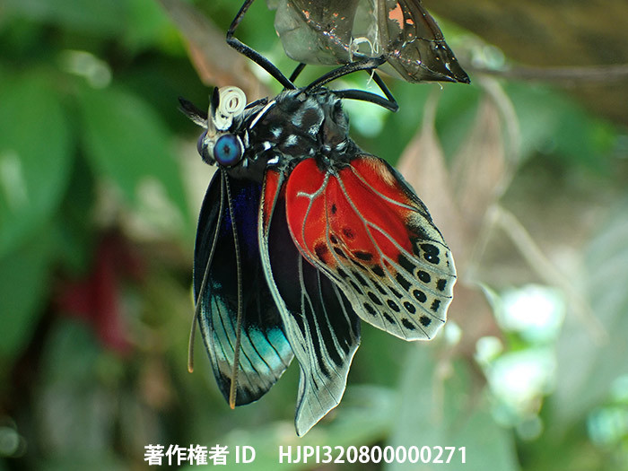 TG-6は便利だ　ベアタミイロタテハの羽化