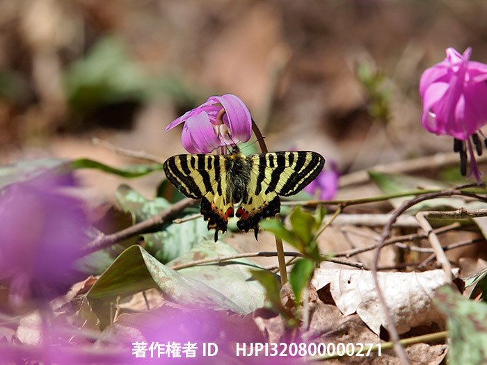 広報こもろ連載　2014年4月号　ヒメギフチョウ