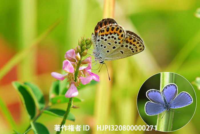 広報こもろ連載　2014年6月号 ミヤマシジミ