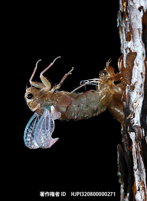 広報こもろ連載　2014年5月号　ハルゼミとの出会い
