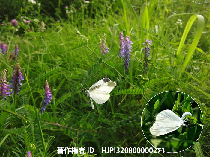 広報こもろ連載　2014年7月号　ヒメシロチョウ