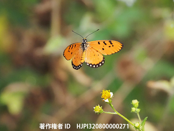 ヘリグロホソチョウ　Acraea violae