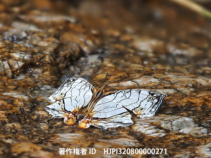 イシガケチョウを深度合成で