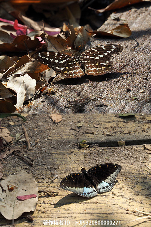 今日からマレーシアへ